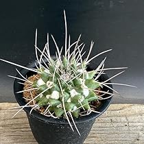 【希少】マミラリアクルシゲラ 国内実生 塊根植物 サボテン 希少】マミラリアクルシゲラ 国内実生 塊根植物 サボテン - メルカリ